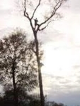 The Tree Service