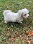 CKC MORKIEPOO PUPS ( MALES )SALE $400.00