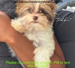 AKC Micro Stunning Male Yorkies