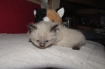 Ragdoll kittens for sale