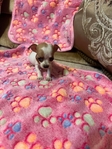 AKC Chihuahuas