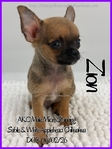 Exquisite AKC Male Applehead Chihuahuas