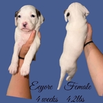 Bully Poodle Mix Puppies