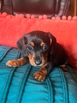 Mini Dachshunds pups