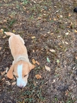 Beagle Male AKC