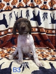 Akc German shorthaired pointer puppies!