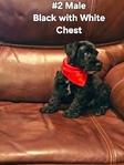 Miniature Schnauzers 1 Female,  4 Males
