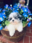 Shihpoo Female Blue Merle Shihtzu & toy poodle mix.