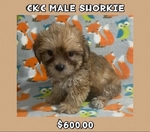 CKC SHORKIE PUPPY MALE SALE $500.00