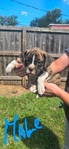 American Bully Boxer cross puppies for sale.