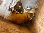 Pembroke corgi pups AKC