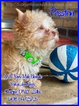 Stunning Tiny AKC Exotic Colored Yorkies