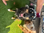 Australian Shepherd Female