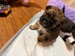 CKC PomChi Puppies-4Weeks Old
