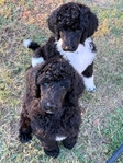 Standard Poodle Puppies born 9/12/25