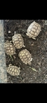 Sulcata Tortoises- Babies