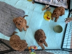 Adorable Cavapoo Raised