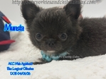 AKC Beautiful Blue Male Applehead Longcoat Chihuahua