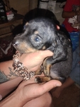 Chihuahua puppies for sale