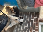 Australian shepherd