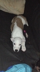 Rehoming for three dogs and ball python snake