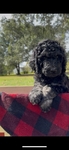 Standard Poodle Puppies born 9/12/25