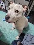 Pitbull Heeler mix