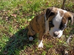 Unregistered boxer puppies