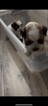 super cute shih tzu puppies