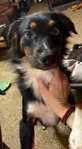 AKC Registered Mini Australian Shepherd