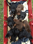 Doberman Puppies for sale