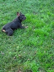 6 month old French Bulldog pup