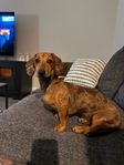 Mini Dachshund - Male