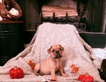 Puppies for sale!