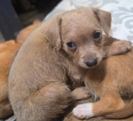 Female chiweenie puppy