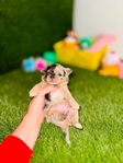 Apple head Chihuahua puppies AKC.