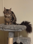 Maine coons