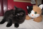 Ragdoll kittens for sale