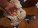 Toy poodle boys