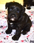 AKC Toy/Miniature Schnauzer Puppies
