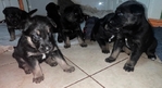 German shepherd pups