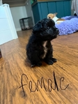 REDUCED! CKC PomChi Puppies-4Weeks Old