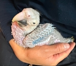 Sun Conures, Quakers, Flame Macaw