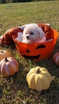 Toy Poodles