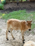 Zeebu miniature Bramas