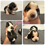 Basset hounds puppies