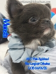 AKC Beautiful Blue Male Applehead Longcoat Chihuahua