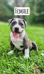ABKC American Bully Puppies
