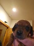 Register Dachshund NAPR