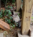 Free Kittens in Port Arthur